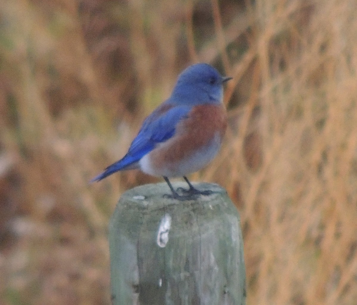 Western Bluebird - ML74286281