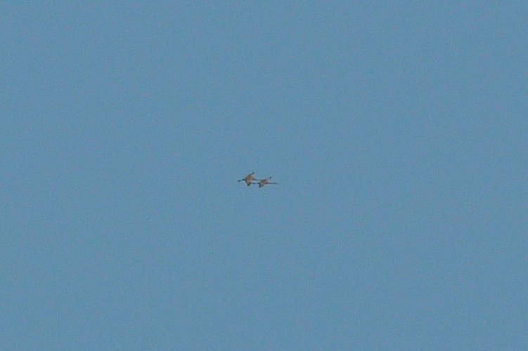 Sandhill Crane - ML74287611
