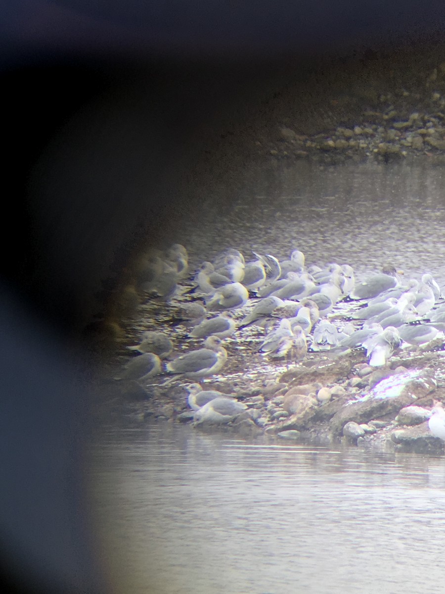 Herring Gull - Nicholas Sly