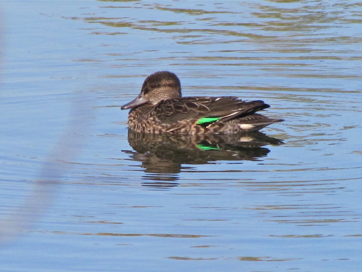 Green-winged Teal - ML74293221
