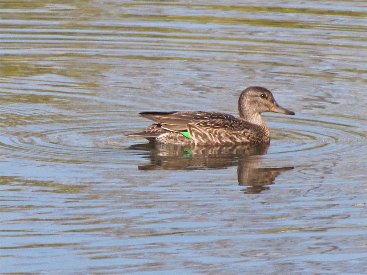 Green-winged Teal - ML74293281