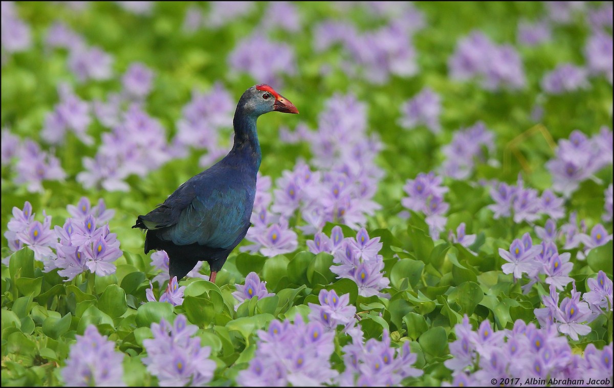Gray-headed Swamphen - Albin Jacob