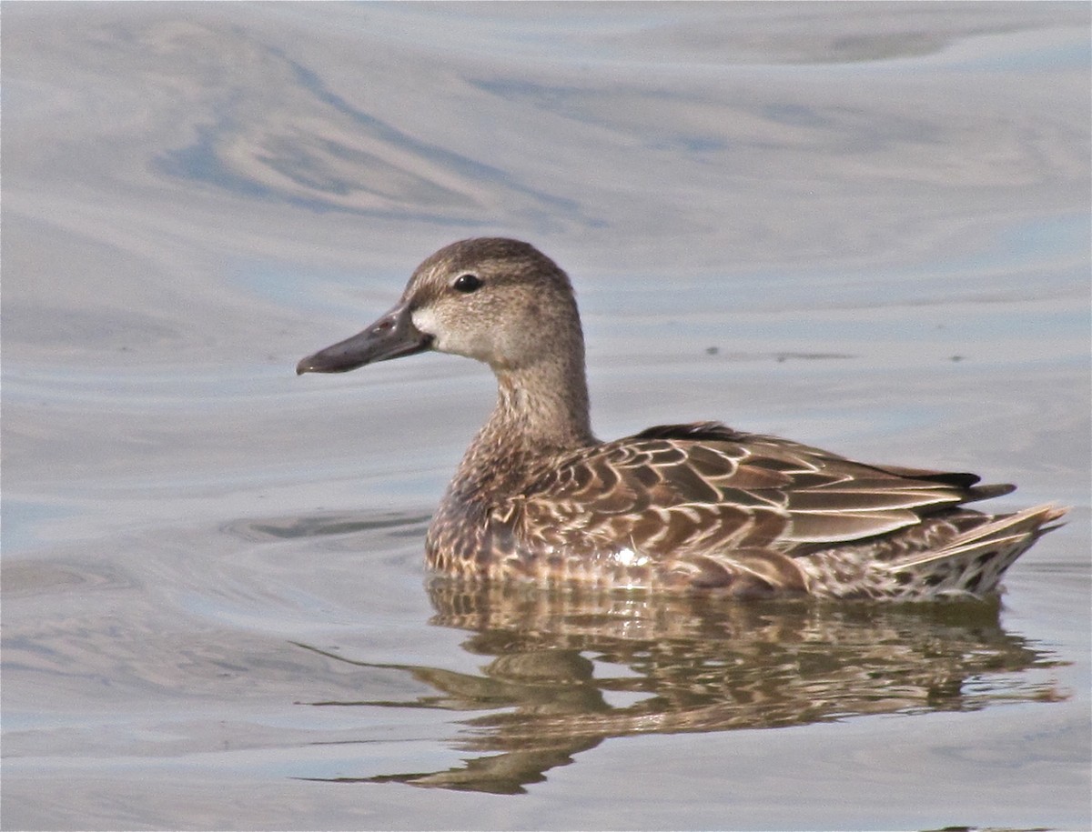 Blue-winged Teal - ML74293841