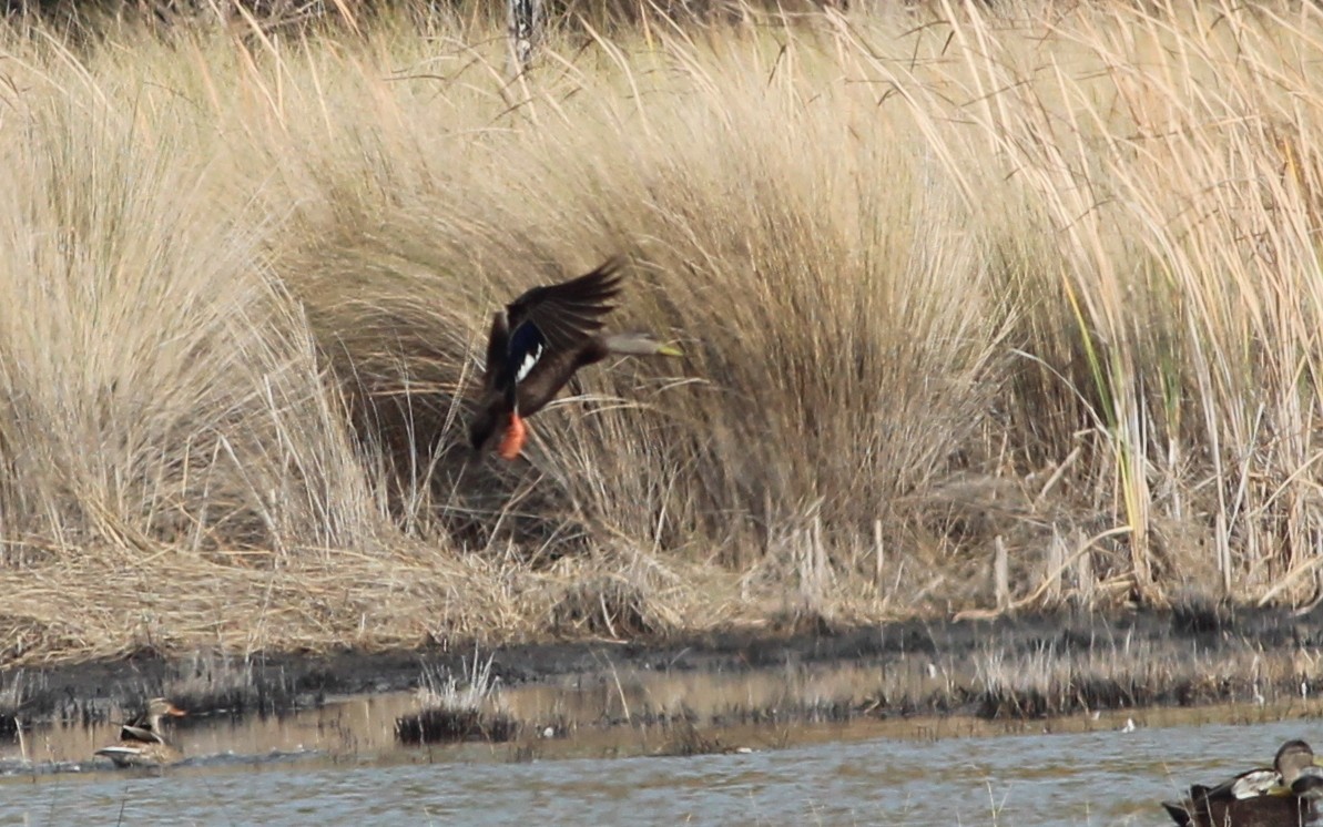 American Black Duck - Gary Leavens