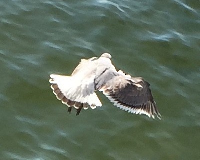 Franklin's Gull - ML74295601