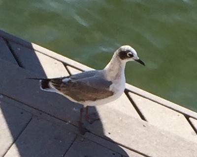 Franklin's Gull - ML74295621