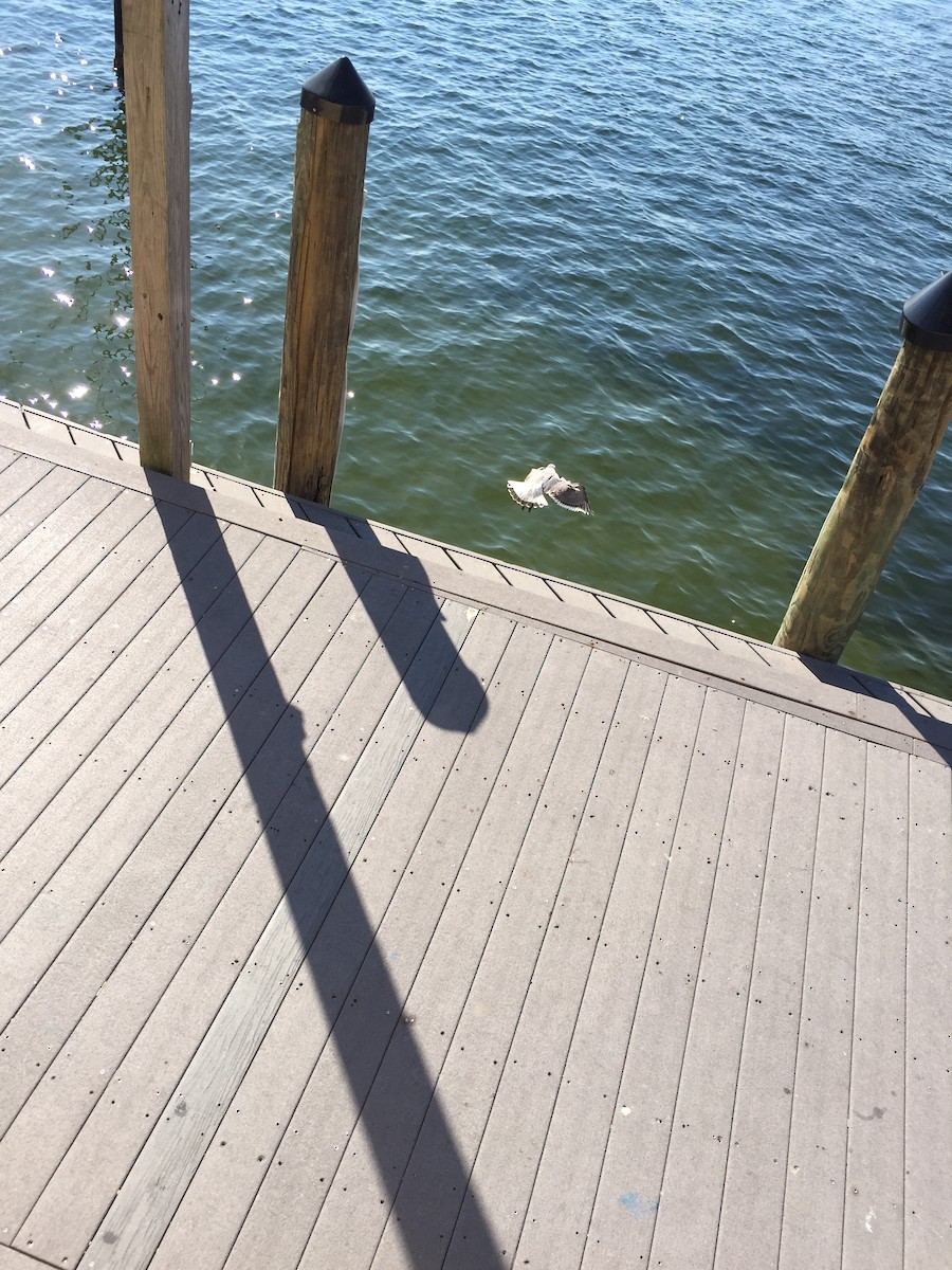 Franklin's Gull - ML74295691