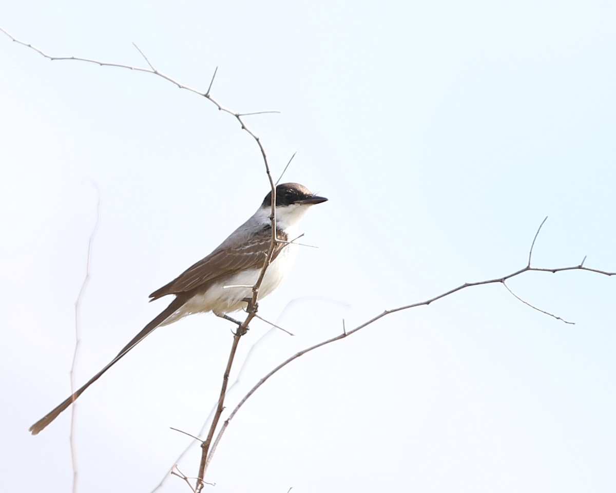 Fork-tailed Flycatcher - ML74299401