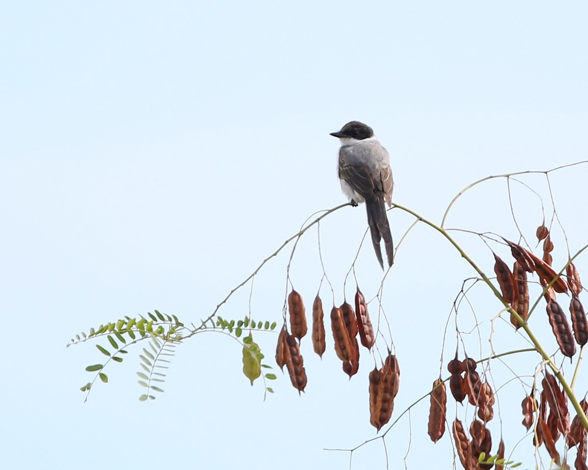 Fork-tailed Flycatcher - ML74299431