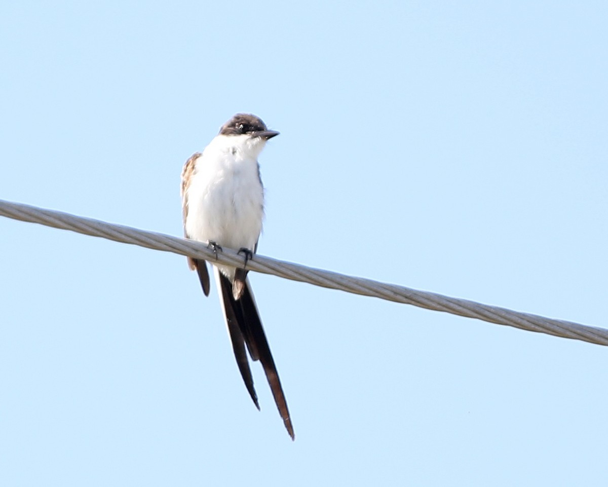 Fork-tailed Flycatcher - ML74299461