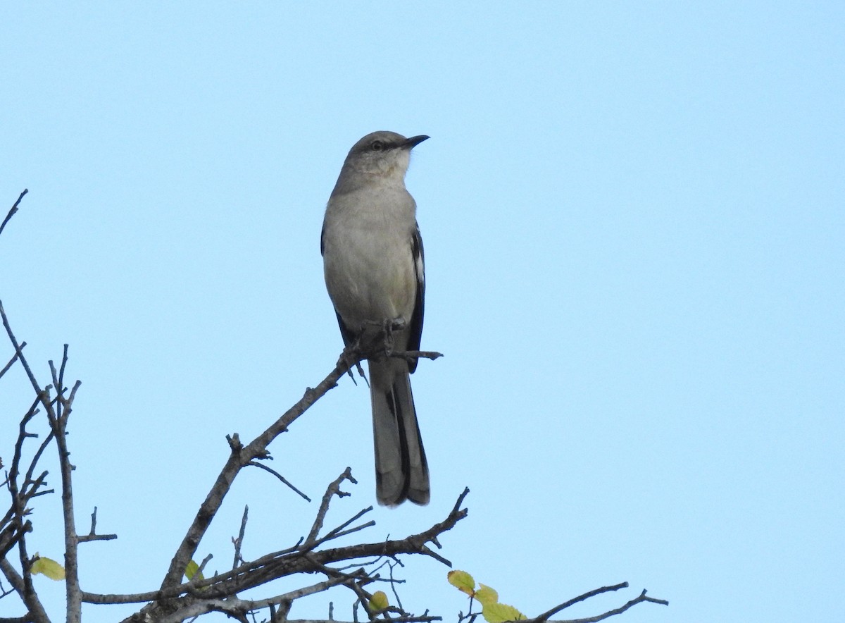 Northern Mockingbird - ML74299681