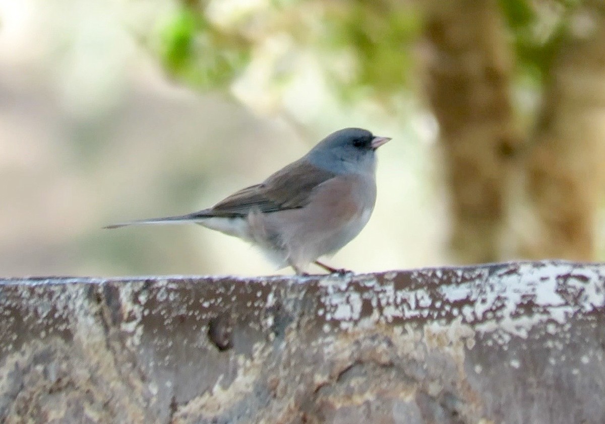 Dark-eyed Junco (Pink-sided) - ML74300211