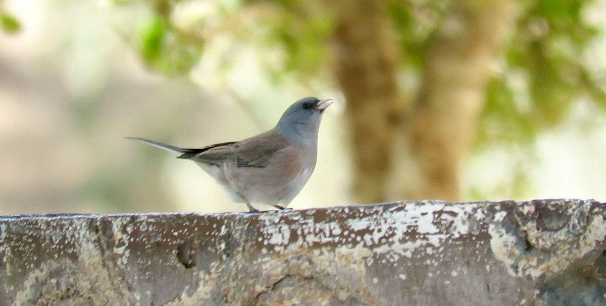 Dark-eyed Junco (Pink-sided) - ML74300271