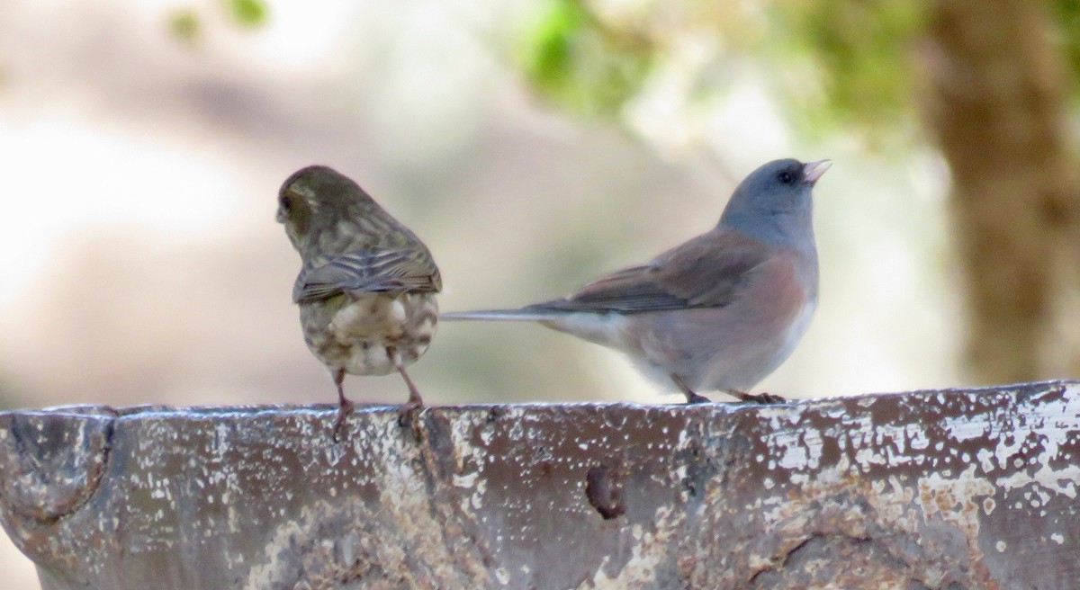 Dark-eyed Junco (Pink-sided) - ML74300361