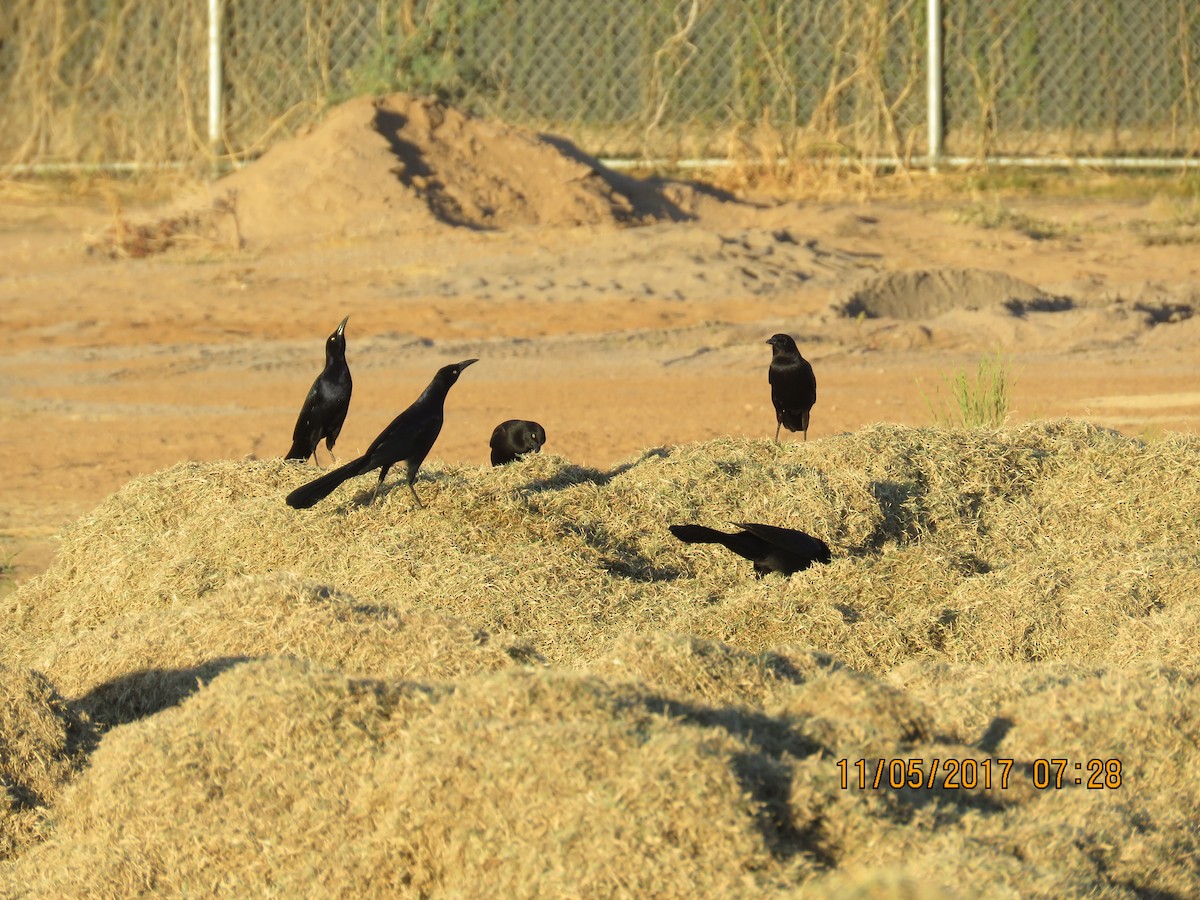 Great-tailed Grackle - Don Witter