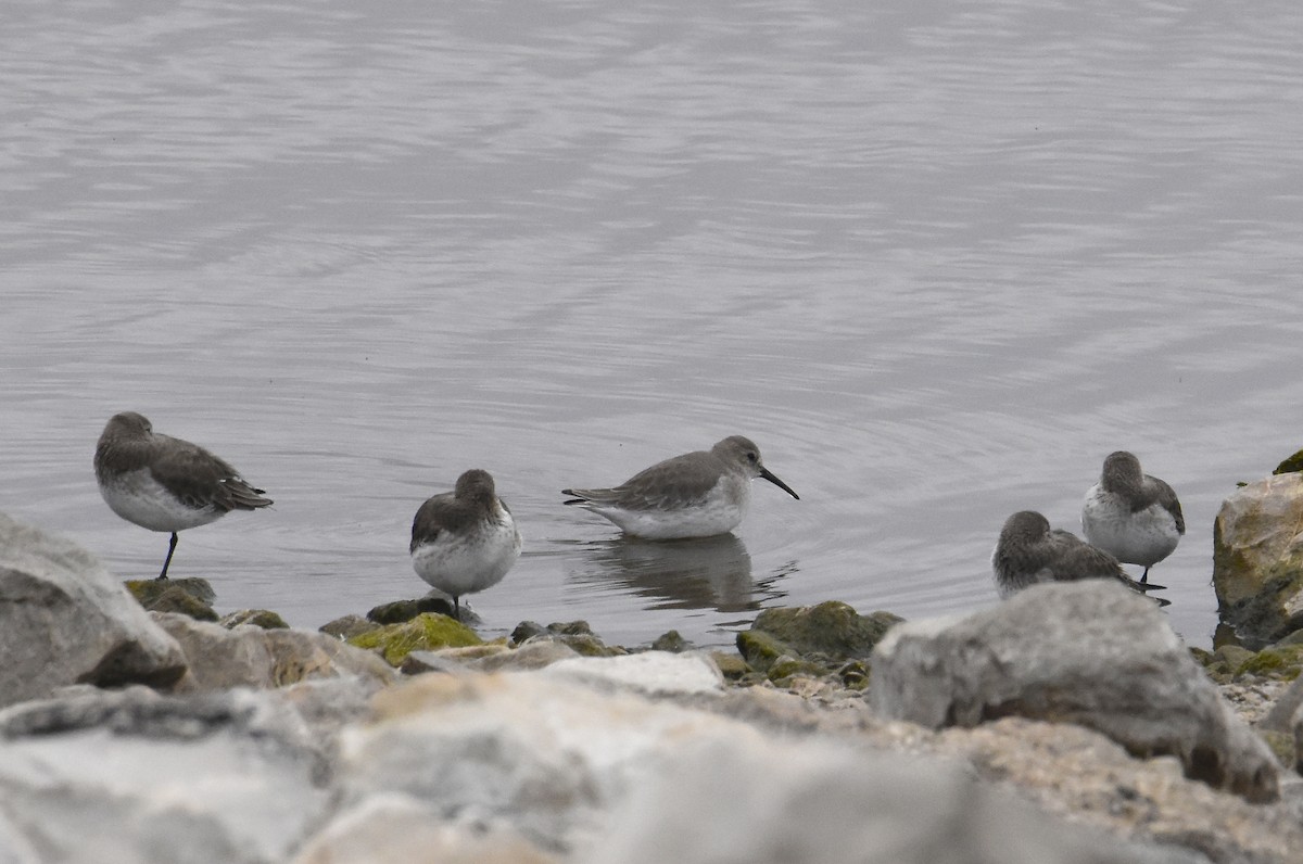 Dunlin - ML74306201