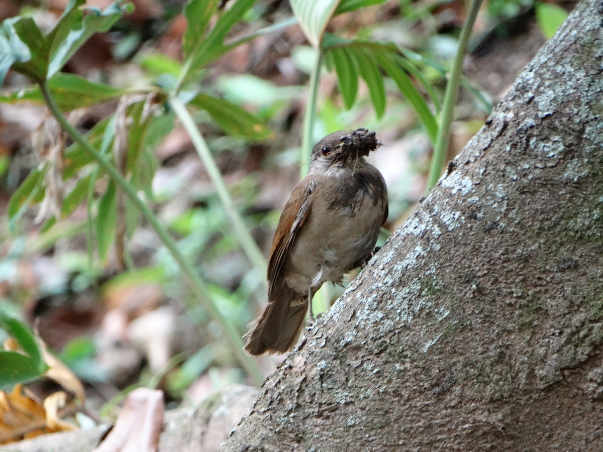 Pale-breasted Thrush - ML74306401