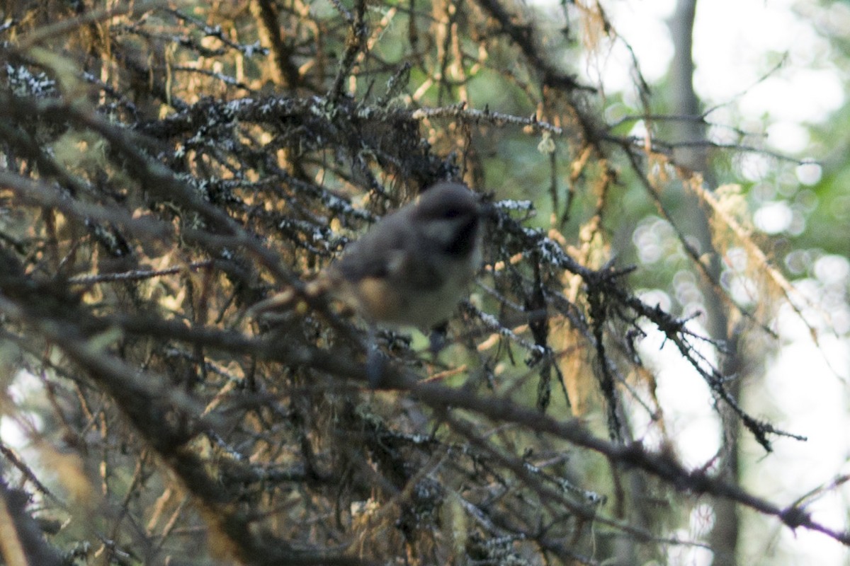 Гаїчка канадська - ML74307301