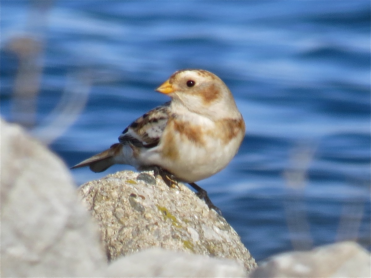 Snow Bunting - ML74307321