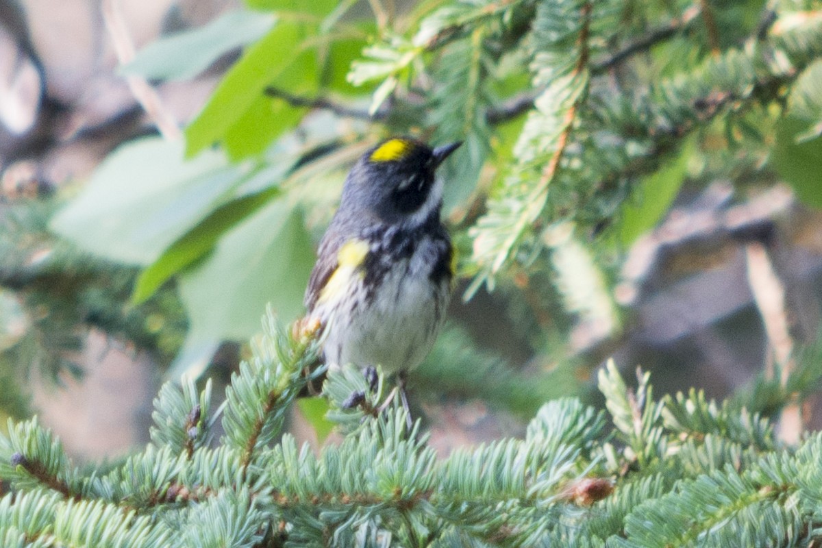 Пісняр-лісовик жовтогузий - ML74307361