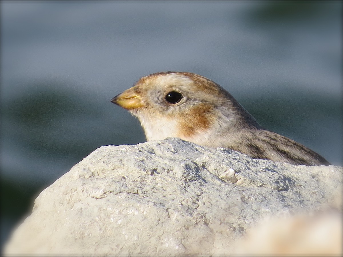 Snow Bunting - ML74307411