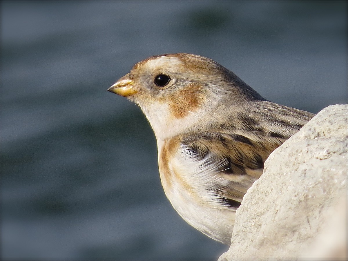 Snow Bunting - Benjamin Murphy