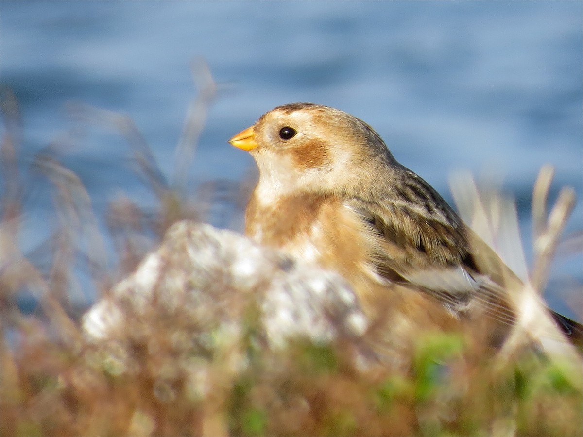 Snow Bunting - ML74307461