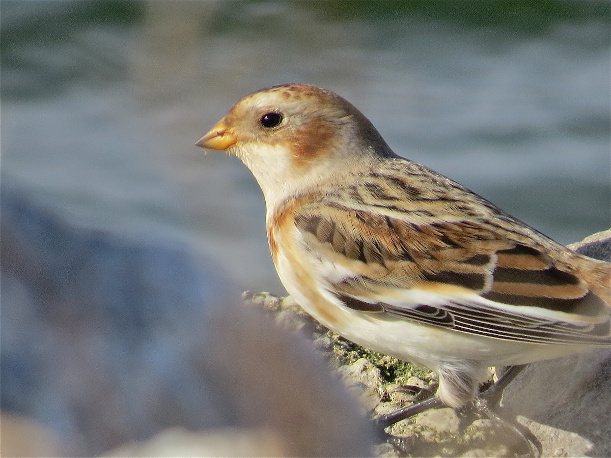 Snow Bunting - ML74307531