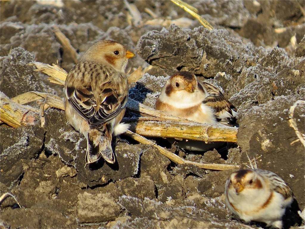 Snow Bunting - ML74309331