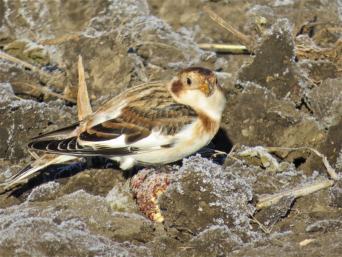 Snow Bunting - Benjamin Murphy