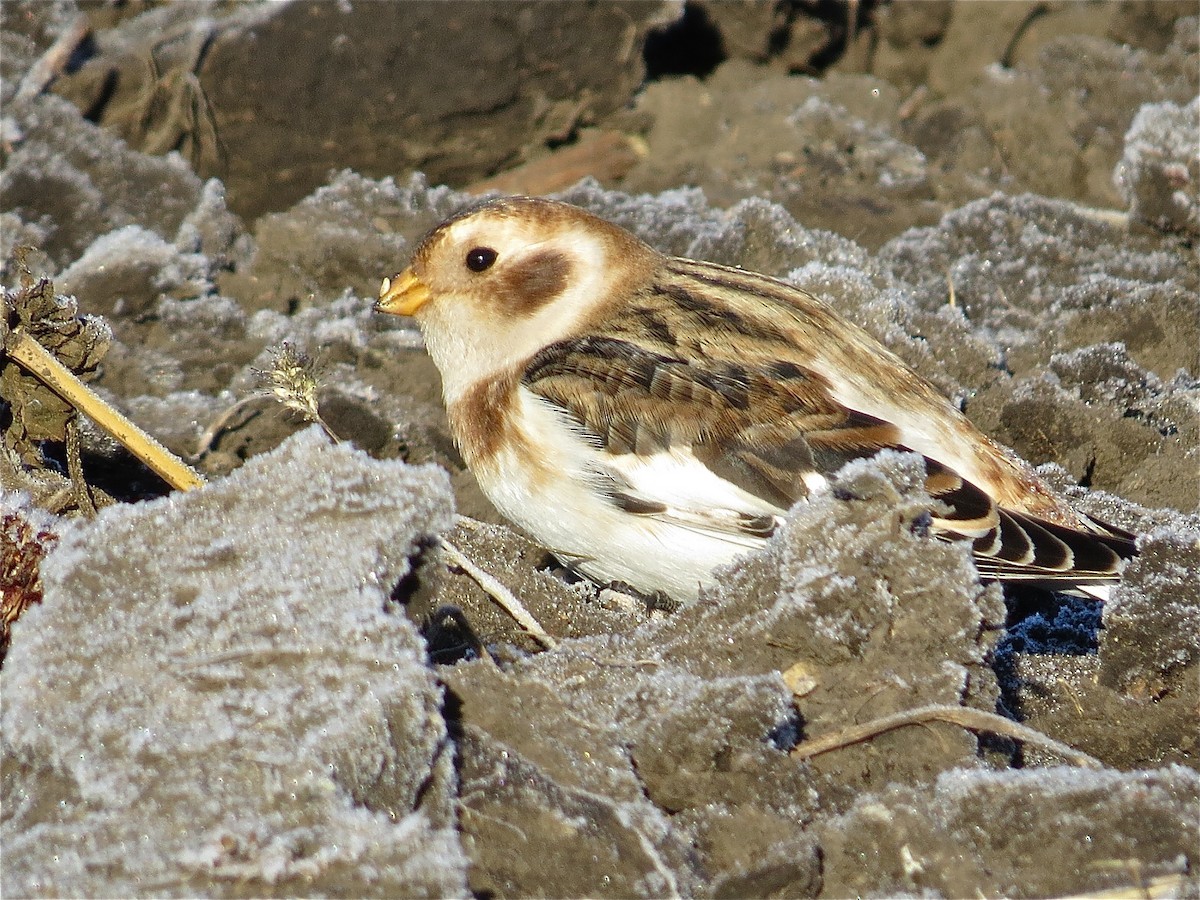 Snow Bunting - ML74309671