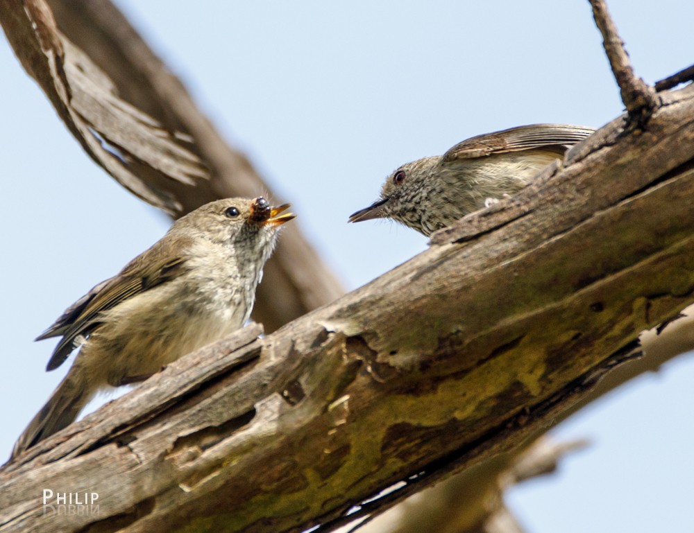 Brown Thornbill - ML74309921