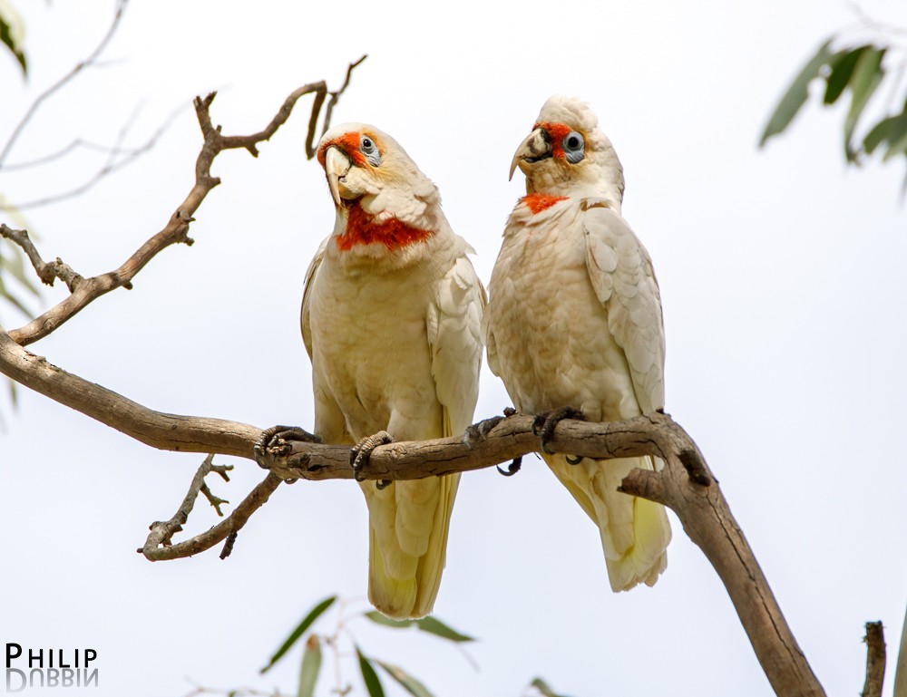 Long-billed Corella - ML74312521