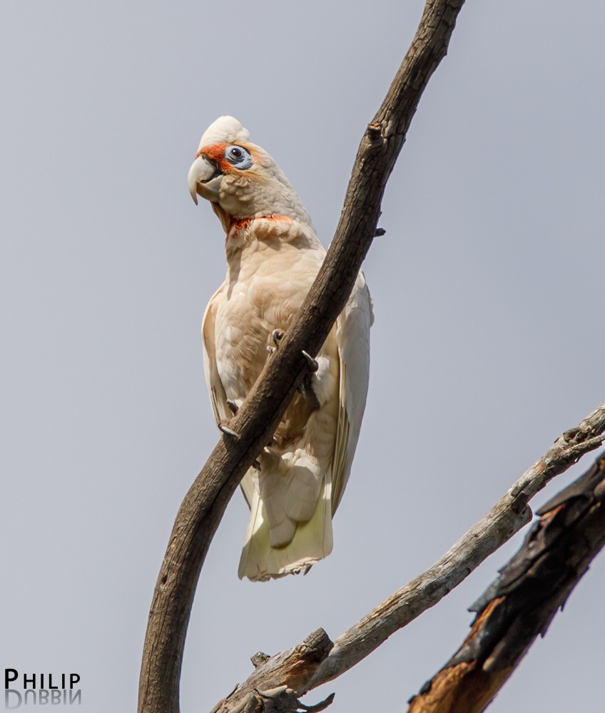 Long-billed Corella - ML74312531