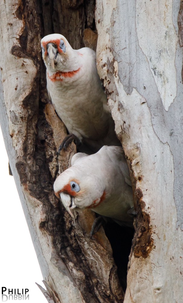 Long-billed Corella - ML74312541