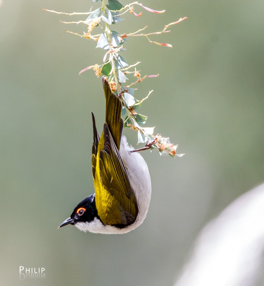 White-naped Honeyeater - ML74312571