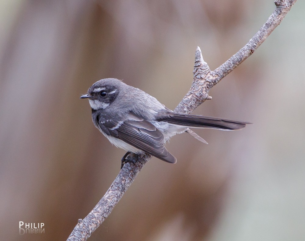 Gray Fantail - ML74312681