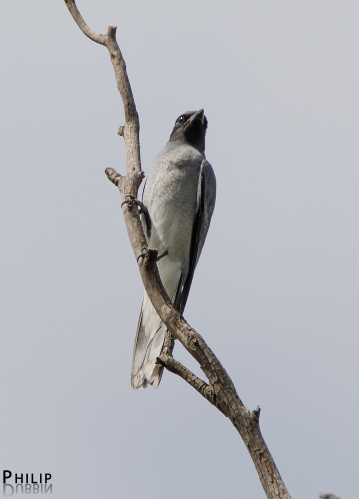 Black-faced Cuckooshrike - ML74312711