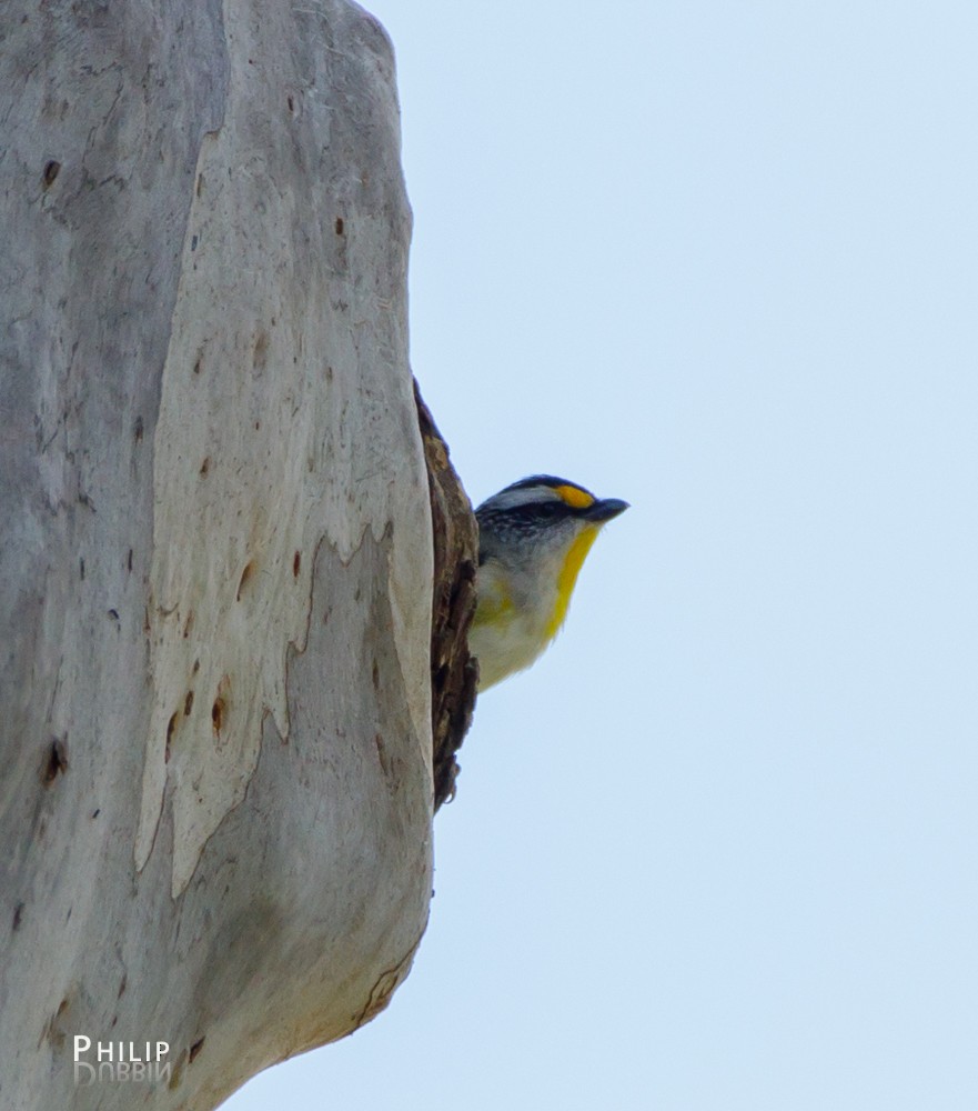 Striated Pardalote - ML74312781