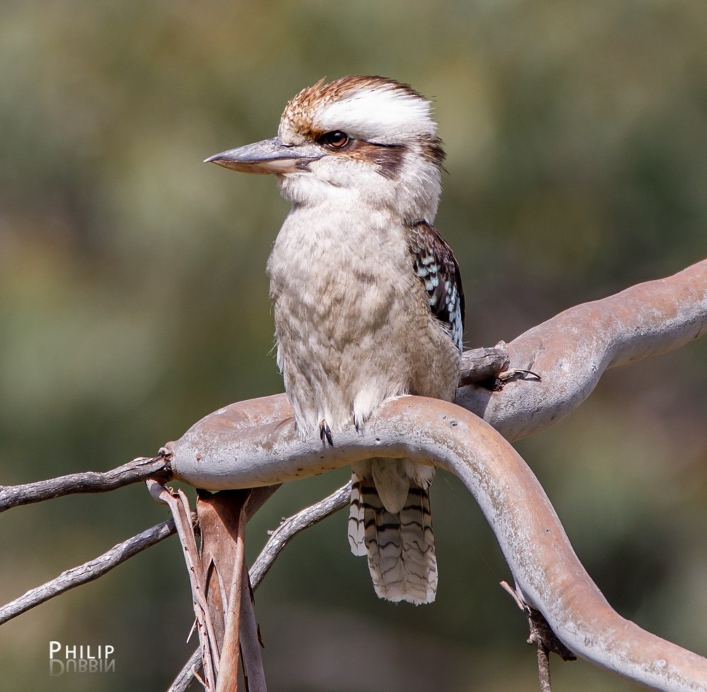 Laughing Kookaburra - ML74312831