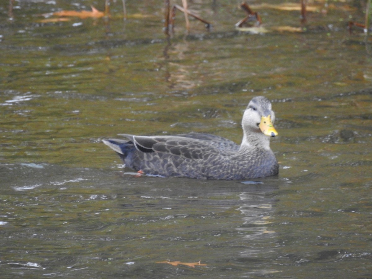 American Black Duck - ML74313231