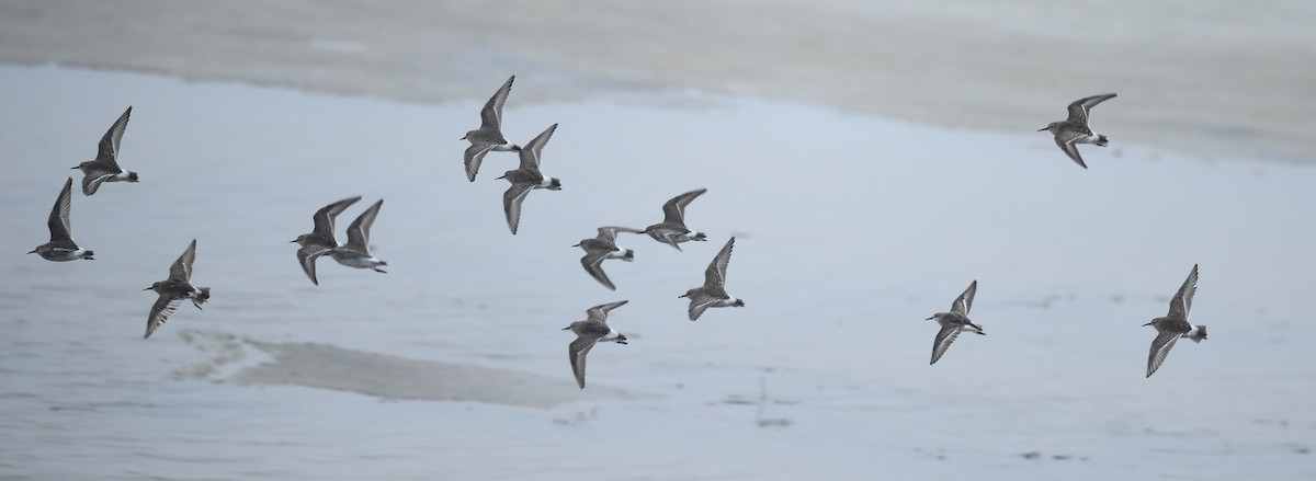 Semipalmated Sandpiper - Raymond Ladurantaye