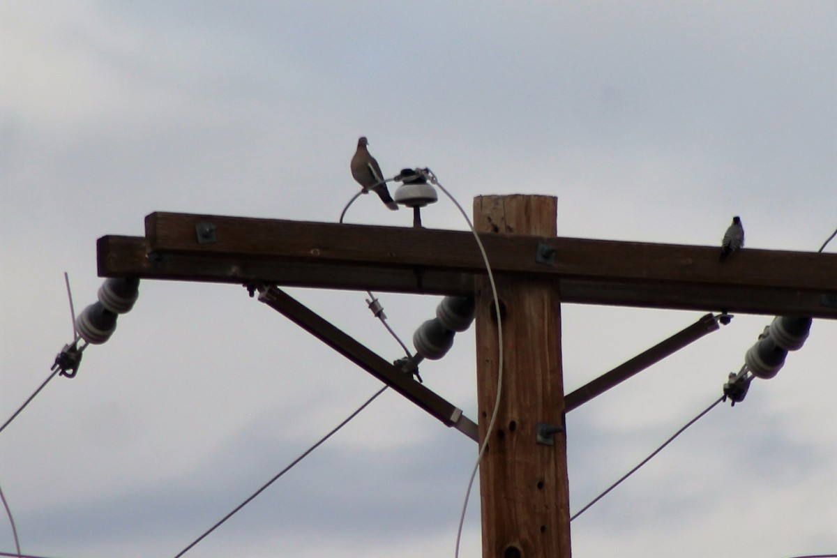 White-winged Dove - David Lerwill