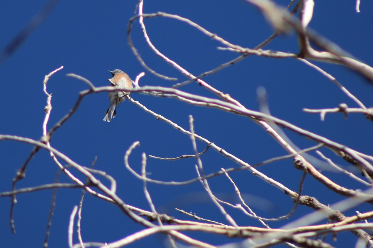 Eastern Bluebird - ML74317371