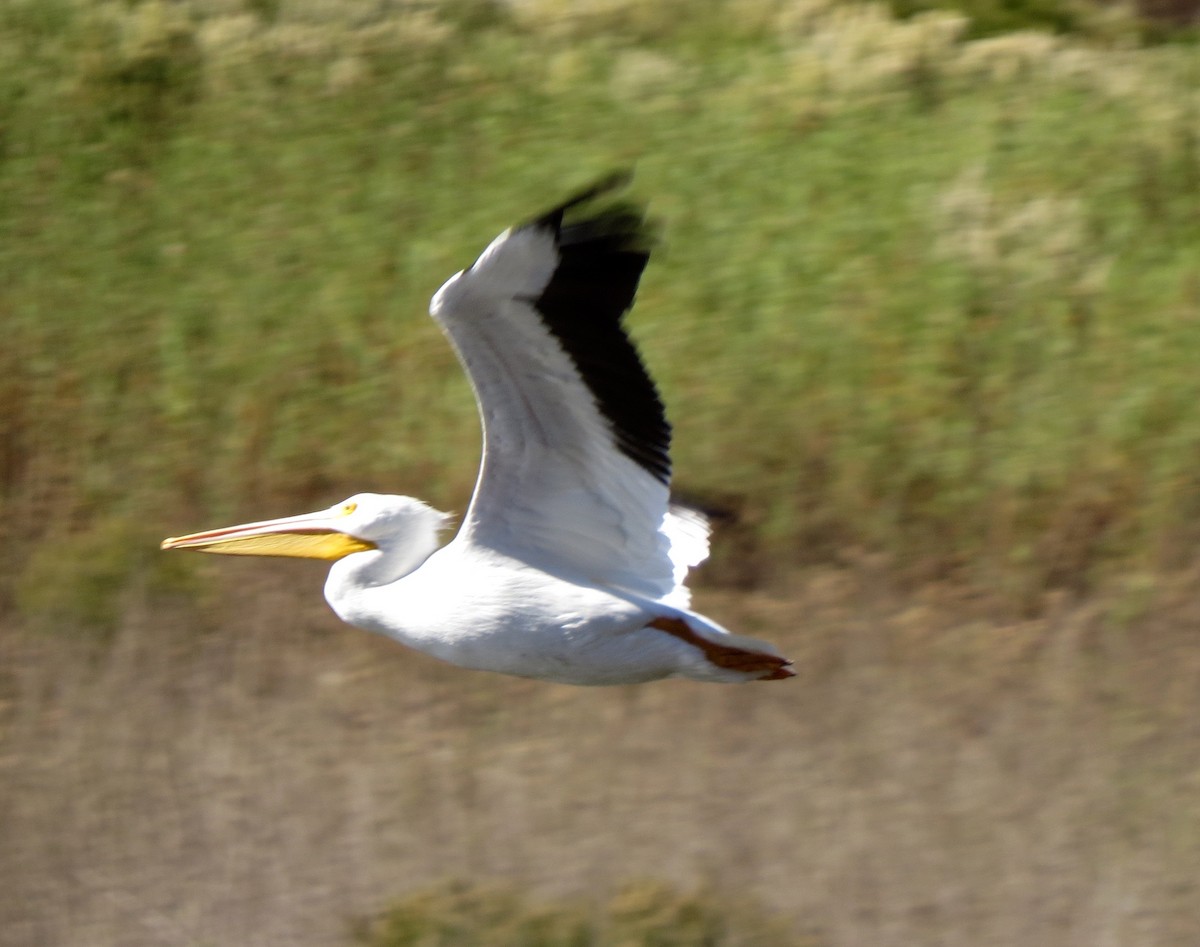 American White Pelican - ML74318061