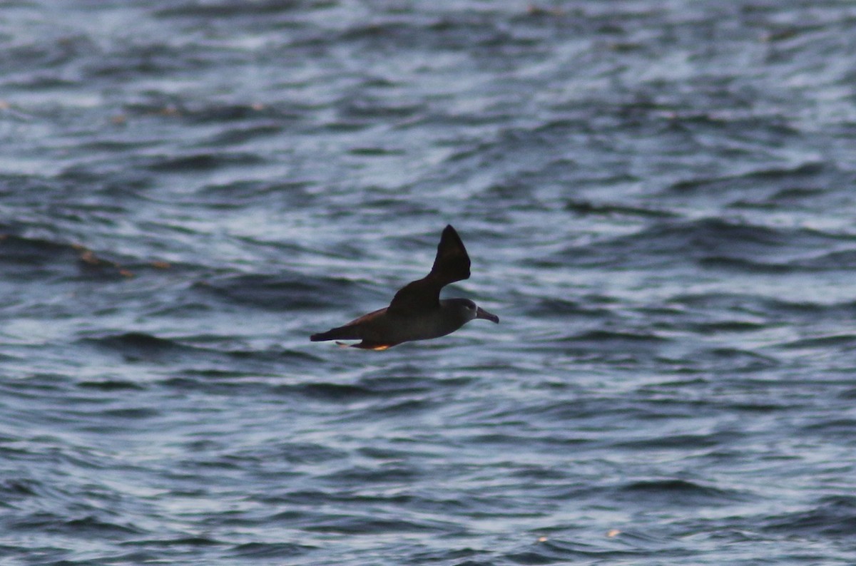 Black-footed Albatross - Richard MacIntosh