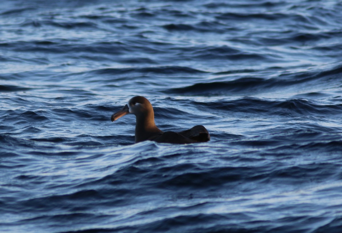 Black-footed Albatross - Richard MacIntosh