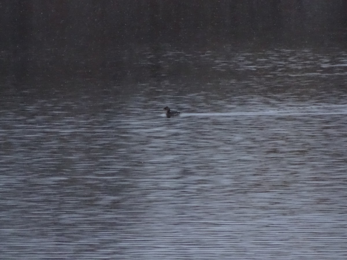 Pied-billed Grebe - ML74323711