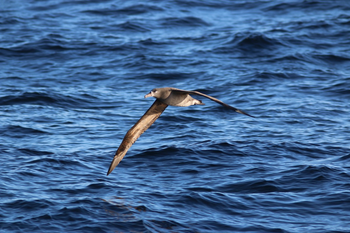 Black-footed Albatross - Richard MacIntosh