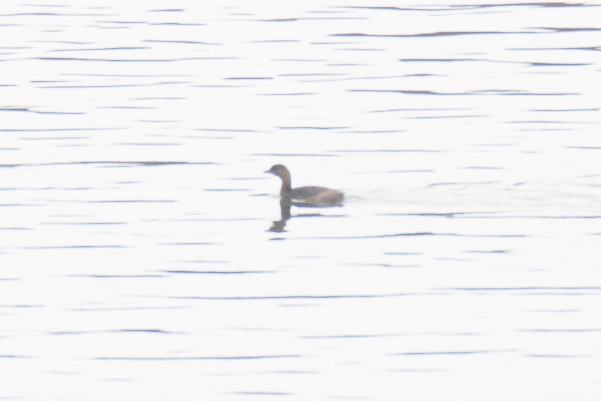 Horned Grebe - ML74326361